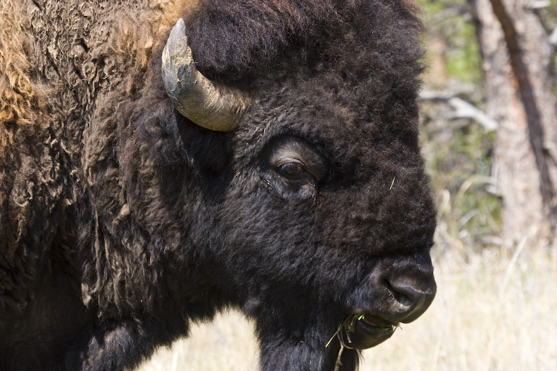 Bison